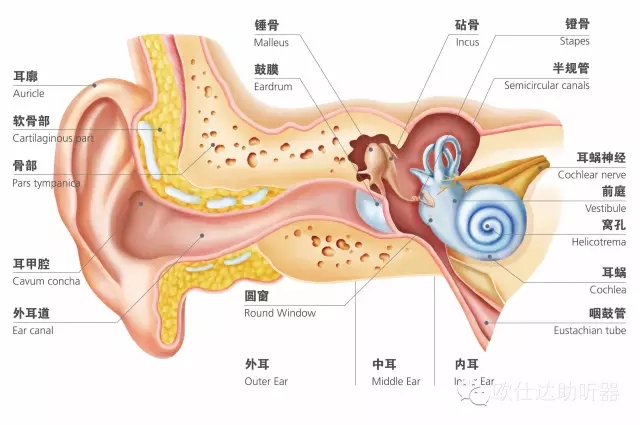 完美体育课程预告欧仕达助听器大讲堂之耳解剖基础(图1)